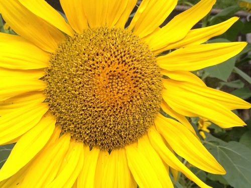 sunflower flower petals