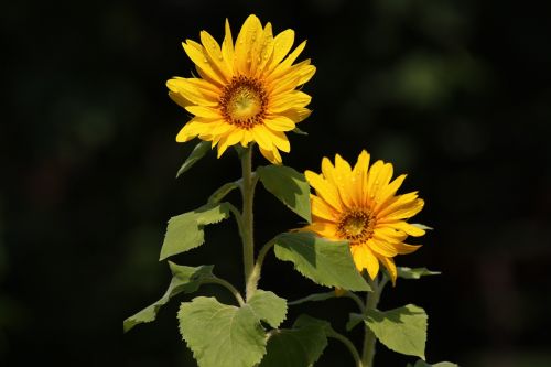 sunflower flower summer