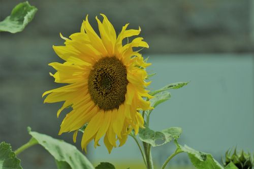 sunflower flower yellow