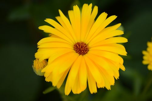 sunflower focus flower
