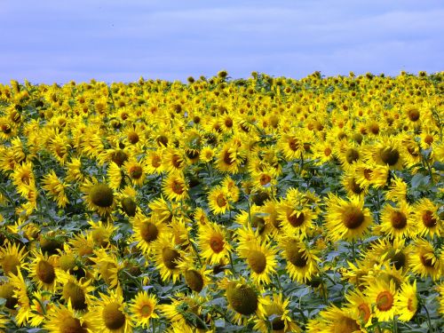 sunflower wind sunflower field