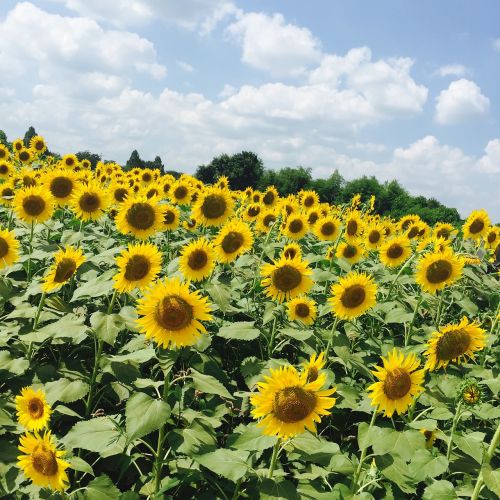 sunflower yellow blue sky fields