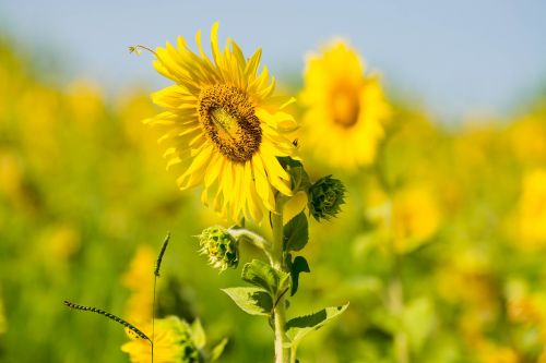 sunflower nature yellow