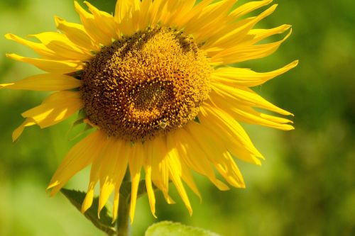 sunflower nature yellow