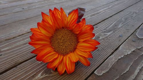 sunflower autumn flower