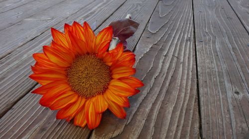 sunflower autumn flower