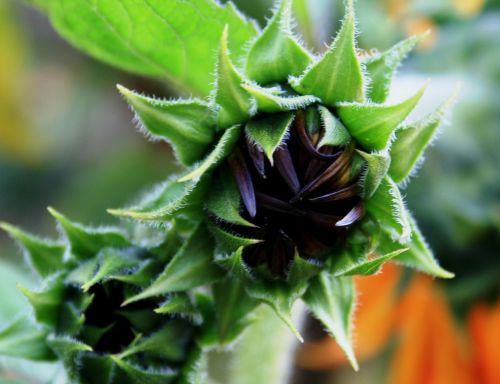 sunflower helianthus buds