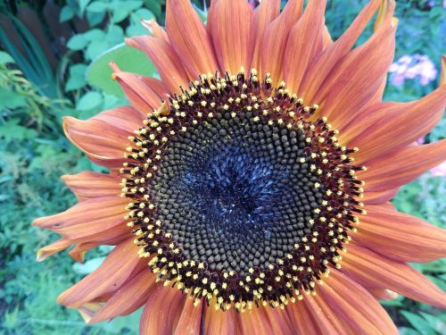 sunflower flower one