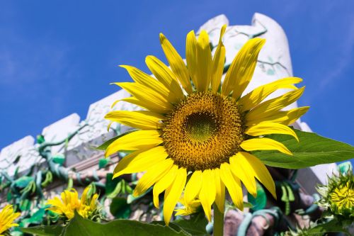 sunflower flowers yellow