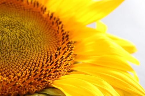 sunflower yellow macro