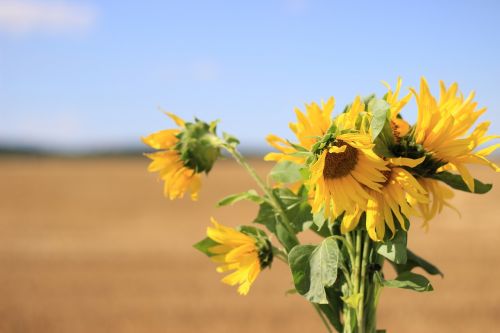 sunflower flower summer