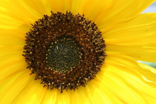 sunflower flower blossom