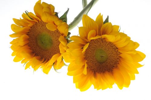 sunflower flower yellow