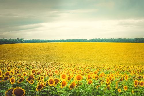 sunflower flowers yellow