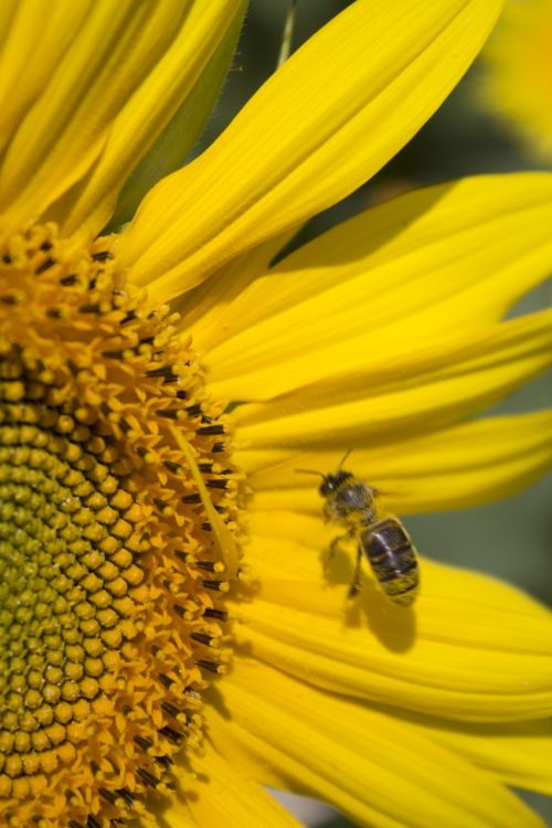 sunflower summer honey bee