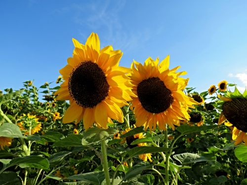 sunflower field sunflower field