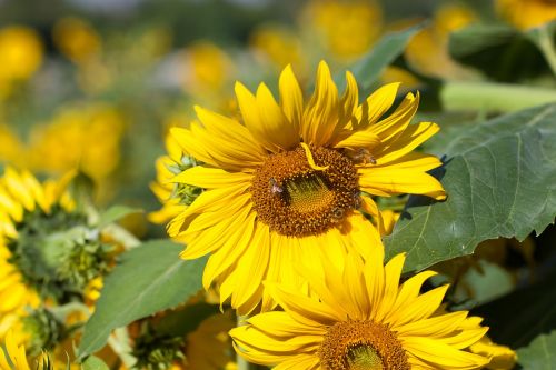 sunflower nan river summer