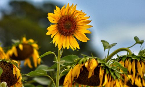 sunflower field landscape