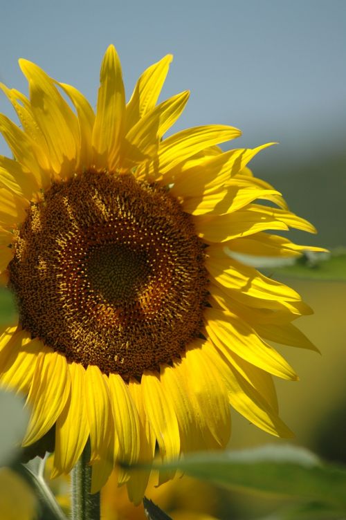 sunflower campaign