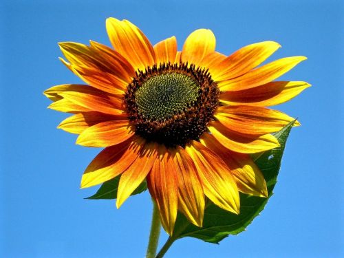 sunflower bicolor yellow