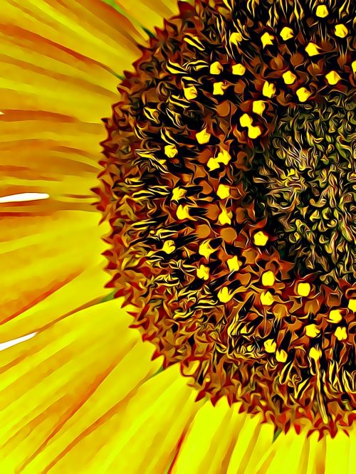 sunflower stamen flower