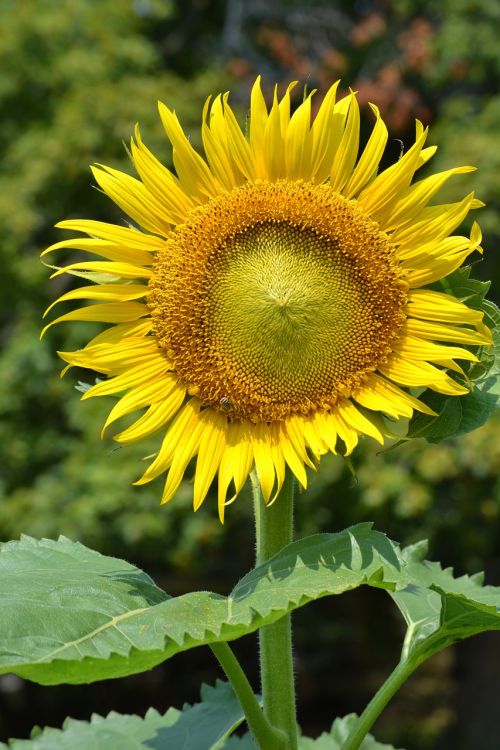 sunflower sun flowers