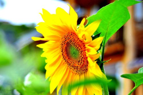 sunflower views fragrant flowers