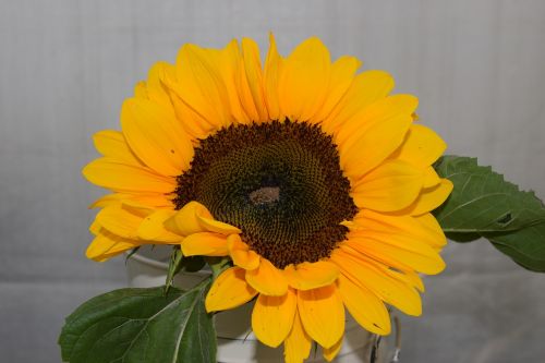 sunflower flower nature