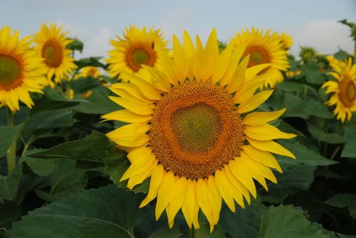 sunflower sunflowers flower