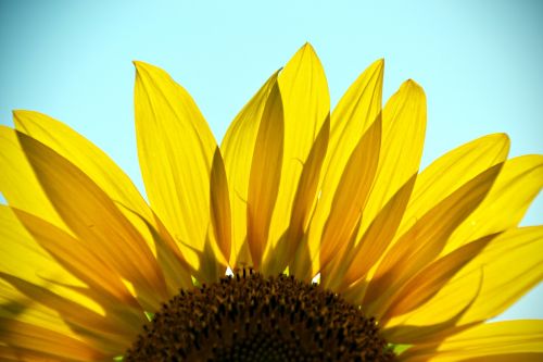 sunflower plant flower