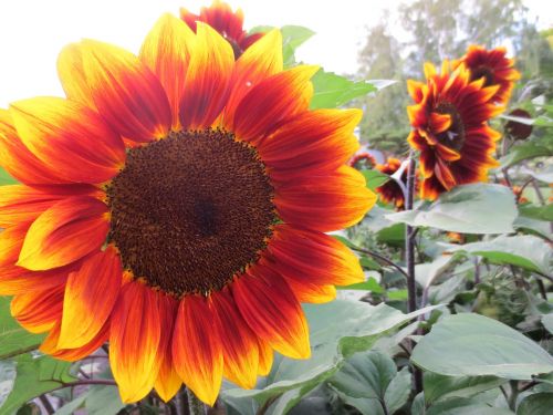 sunflower flower orange