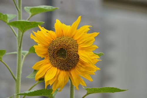 sunflower flower petal