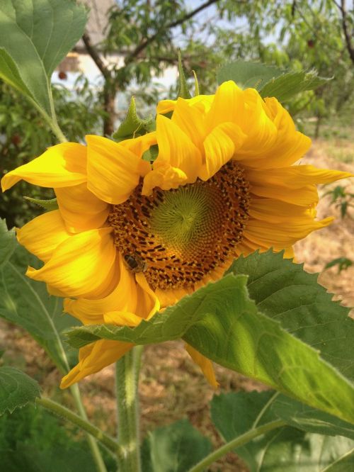 sunflower garden yellow