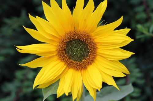 sunflower flower petal