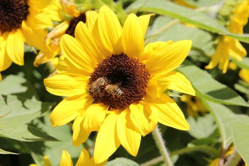 sunflower nature bees