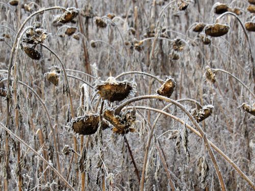 sunflower frost field