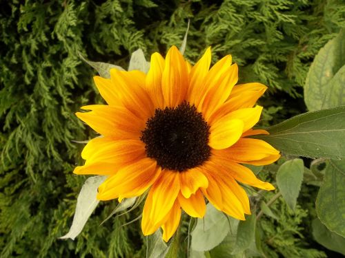 sunflower garden flowers