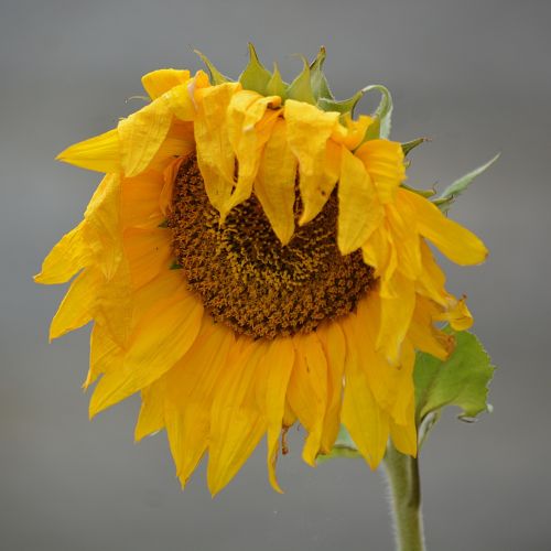 sunflower flower petal