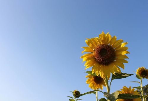 sunflower sky green