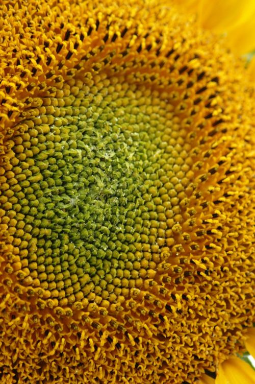 sunflower macro seeds