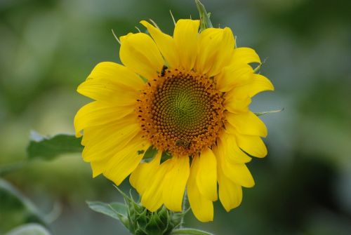 sunflower summer blooming