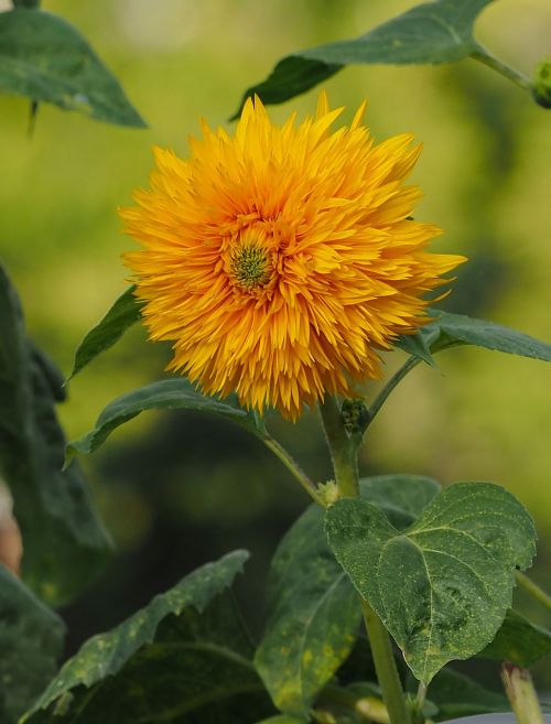 sunflower pompom sunflower pom-pom