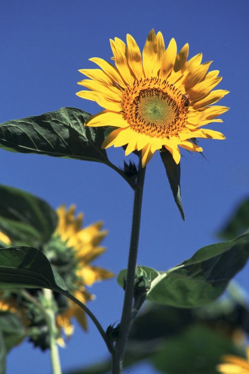 sunflower summer flowers sun flowers