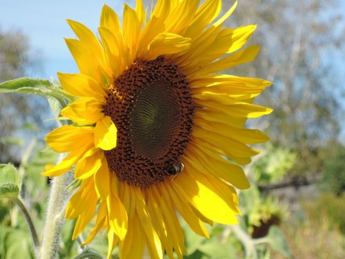 sunflower sunflower seeds autumn