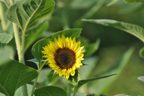 sunflower bloom yellow flower