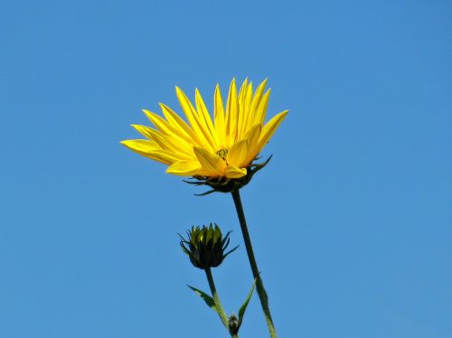 sunflower flower blossom