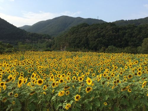 sunflower flowers nature