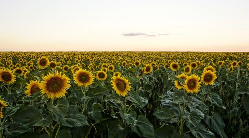 sunflower field evening