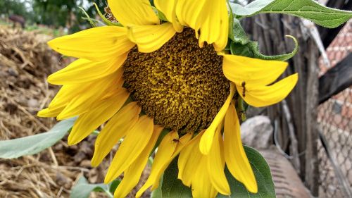 sunflower sunflower blooming blossom