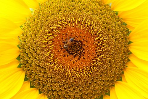 sunflower bee nature